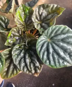 Peperomia Napoli Nights Live Plant – Radiator Plant – 2 inch Pot – Indoor Foliage - Image 3