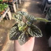 Peperomia Napoli Nights Live Plant – Radiator Plant – 2 inch Pot – Indoor Foliage - Image 1