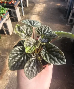 Peperomia Napoli Nights Live Plant – Radiator Plant – 2 inch Pot – Indoor Foliage - Image 1