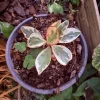 Peperomia Obtusifolia Live Plant - Indoor Houseplant - Image 1