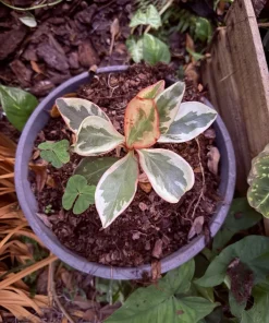 Peperomia Obtusifolia Live Plant - Indoor Houseplant - Image 1