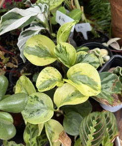 Peperomia Obtusifolia Variegata Live Plant - Potted Houseplant - Image 1