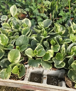 Peperomia obtusifolia Variegated Live Plant – Radiator Plant – 2 inch Pot – Indoor - Image 2