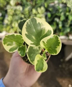 Peperomia obtusifolia Variegated Live Plant – Radiator Plant – 2 inch Pot – Indoor - Image 3