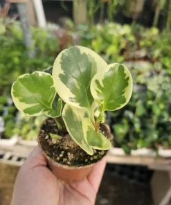Peperomia obtusifolia Variegated Live Plant – Radiator Plant – 2 inch Pot – Indoor - Image 4