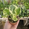 Peperomia obtusifolia Variegated Live Plant – Radiator Plant – 2 inch Pot – Indoor - Image 1