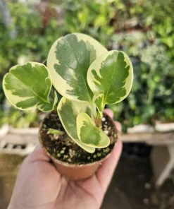 Peperomia obtusifolia Variegated Live Plant – Radiator Plant – 2 inch Pot – Indoor - Image 1
