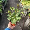 Peperomia Parallel Live Plant - Easy Indoor Houseplant - 2-inch & 4-inch Pots - Image 1