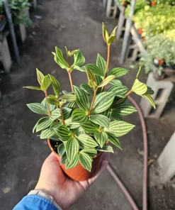 Peperomia Parallel Live Plant - Easy Indoor Houseplant - 2-inch & 4-inch Pots - Image 1