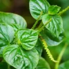 Peperomia Pellucida Seeds - 900 Seeds for Planting, Crab Claw Herb - Image 1