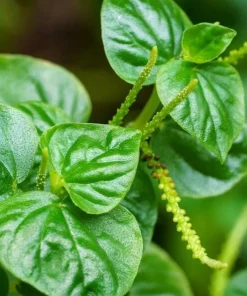 Peperomia Pellucida Seeds - 900 Seeds for Planting, Crab Claw Herb - Image 1