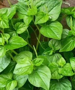 Peperomia Pellucida Seeds - 900 Seeds for Planting, Crab Claw Herb - Image 3