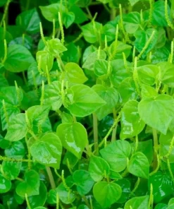 Peperomia Pellucida Seeds - 900 Seeds for Planting, Crab Claw Herb - Image 4