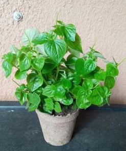 Peperomia Pellucida Seeds - 900 Seeds for Planting, Crab Claw Herb - Image 5
