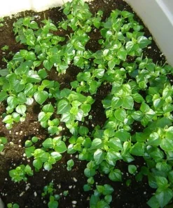 Peperomia Pellucida Seeds - 900 Seeds for Planting, Crab Claw Herb - Image 6