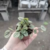 Peperomia Piccolo Banda Live Plant – Easy Care Houseplant – 2in or 4in Pot - Image 1