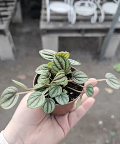 Peperomia Piccolo Banda Live Plant – Easy Care Houseplant – 2in or 4in Pot - Image 1
