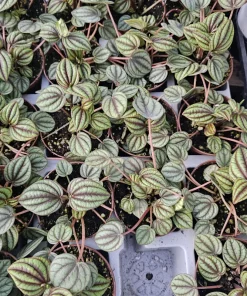 Peperomia Piccolo Banda Live Plant – Easy Care Houseplant – 2in or 4in Pot - Image 2