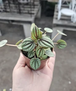Peperomia Piccolo Banda Live Plant – Easy Care Houseplant – 2in or 4in Pot - Image 3