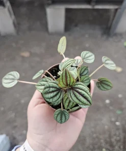 Peperomia Piccolo Banda Live Plant – Easy Care Houseplant – 2in or 4in Pot - Image 4
