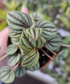 Peperomia Piccolo Banda Live Plant – Easy Care Houseplant – 2in or 4in Pot - Image 5
