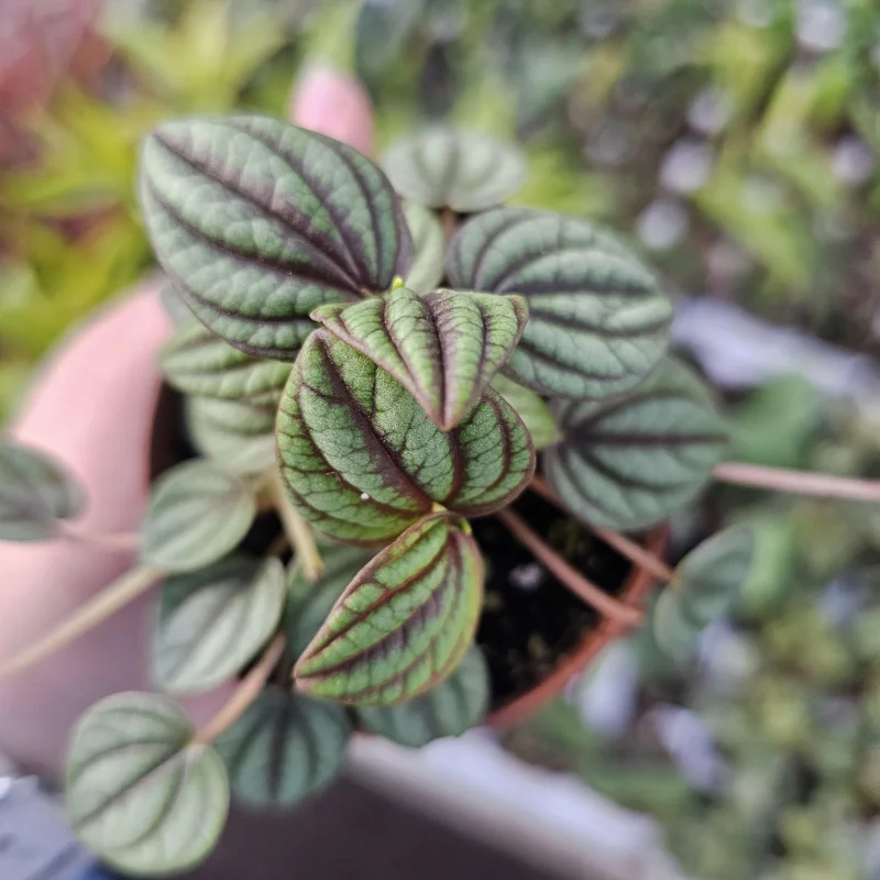 Peperomia Piccolo Banda Live Plant – Easy Care Houseplant – 2in or 4in Pot - Image 5