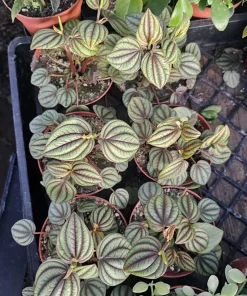 Peperomia Piccolo Banda Live Plant – Easy Care Houseplant – 2in or 4in Pot - Image 6