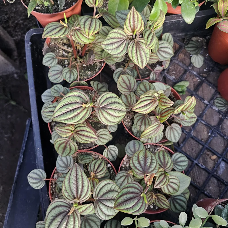 Peperomia Piccolo Banda Live Plant – Easy Care Houseplant – 2in or 4in Pot - Image 6
