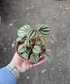 Peperomia Piccolo Banda Live Plant – Easy Care Houseplant – 2in or 4in Pot - Image 7