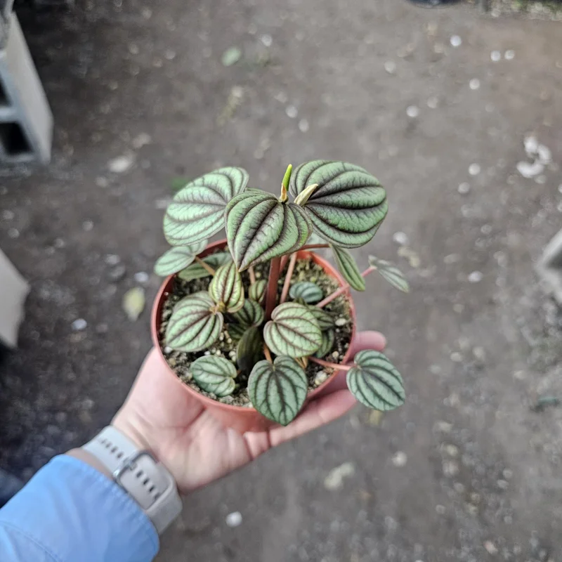 Peperomia Piccolo Banda Live Plant – Easy Care Houseplant – 2in or 4in Pot - Image 7