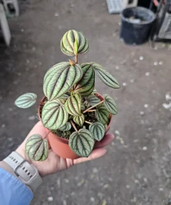 Peperomia Piccolo Banda Live Plant – Easy Care Houseplant – 2in or 4in Pot - Image 8