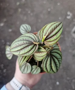 Peperomia Piccolo Banda Live Plant – Easy Care Houseplant – 2in or 4in Pot - Image 9