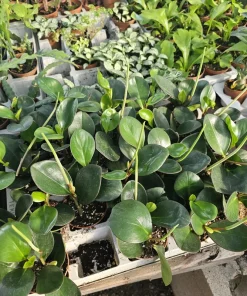 Peperomia Red Margin Live Plant – Radiator Plant – 2in Pot – Indoor Foliage - Image 2