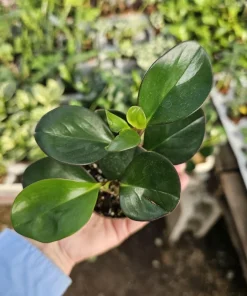 Peperomia Red Margin Live Plant – Radiator Plant – 2in Pot – Indoor Foliage - Image 3