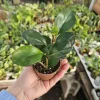 Peperomia Red Margin Live Plant – Radiator Plant – 2in Pot – Indoor Foliage - Image 1