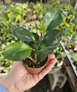 Peperomia Red Margin Live Plant – Radiator Plant – 2in Pot – Indoor Foliage - Image 1
