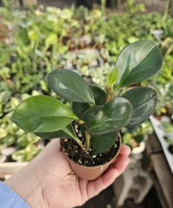 Peperomia Red Margin Live Plant – Radiator Plant – 2in Pot – Indoor Foliage - Image 4