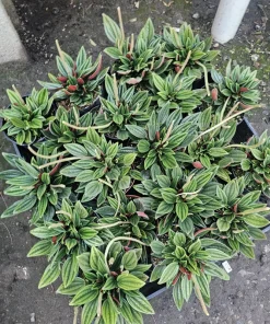 Peperomia Rosso Live Plant - Peperomia Caperata Rosso - Easy Care Houseplant - 4in Pot - Image 2