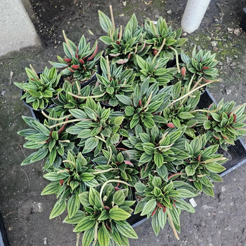 Peperomia Rosso Live Plant - Peperomia Caperata Rosso - Easy Care Houseplant - 4in Pot - Image 2