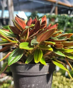 Peperomia Rosso Live Plant - Peperomia Caperata Rosso - Easy Care Houseplant - 4in Pot - Image 3