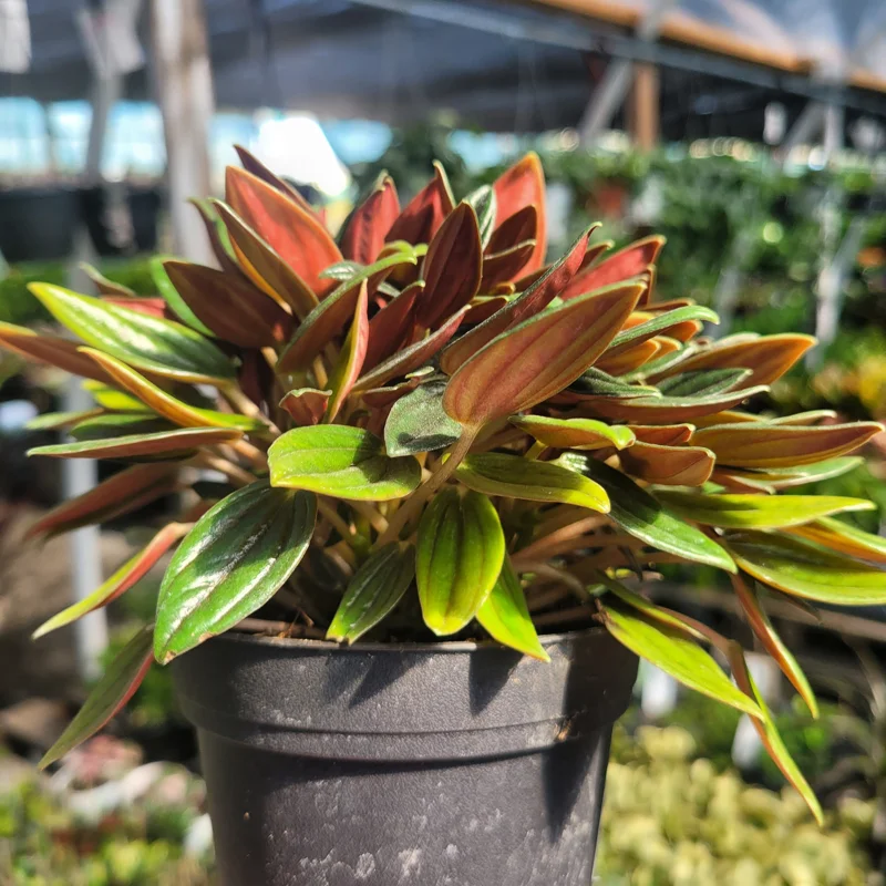 Peperomia Rosso Live Plant - Peperomia Caperata Rosso - Easy Care Houseplant - 4in Pot - Image 3