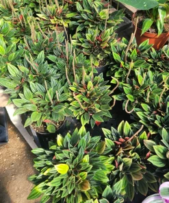 Peperomia Rosso Live Plant - Peperomia Caperata Rosso - Easy Care Houseplant - 4in Pot - Image 4
