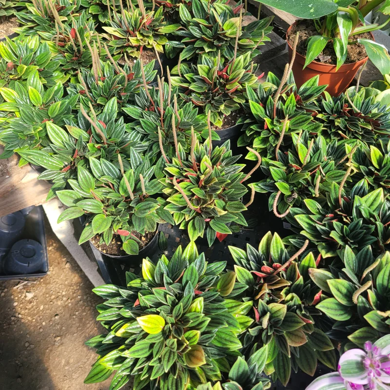 Peperomia Rosso Live Plant - Peperomia Caperata Rosso - Easy Care Houseplant - 4in Pot - Image 4