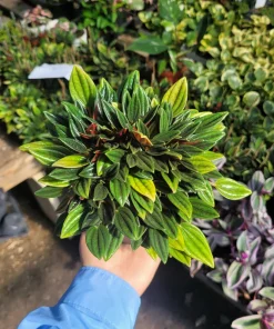 Peperomia Rosso Live Plant - Peperomia Caperata Rosso - Easy Care Houseplant - 4in Pot - Image 5