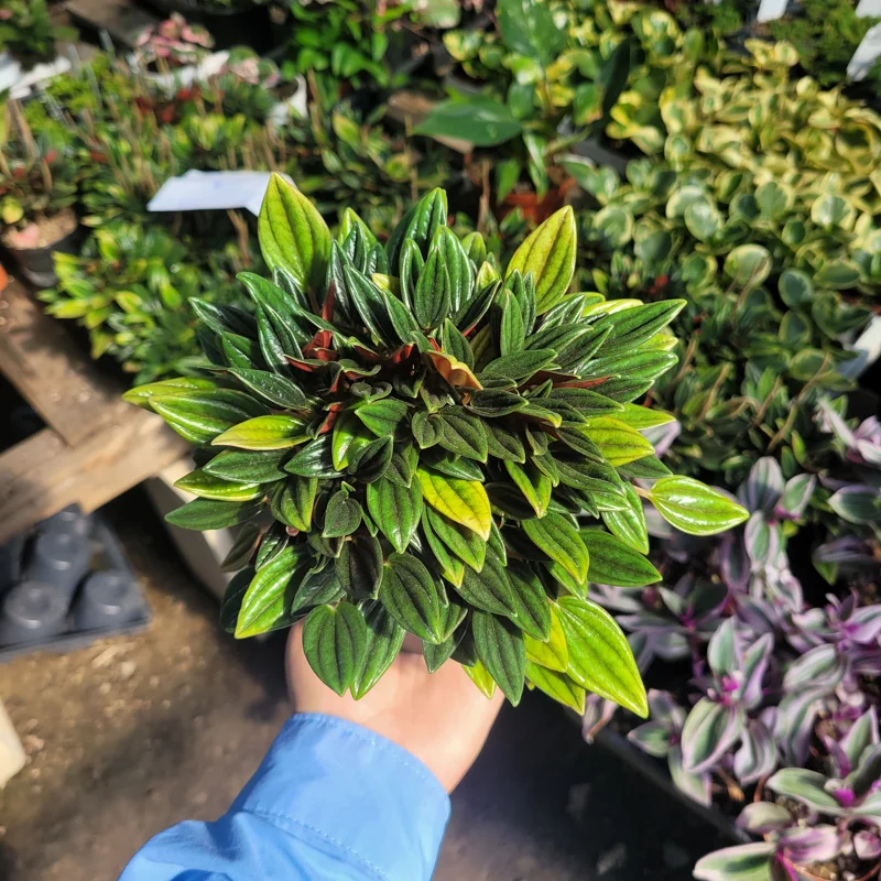 Peperomia Rosso Live Plant - Peperomia Caperata Rosso - Easy Care Houseplant - 4in Pot - Image 5