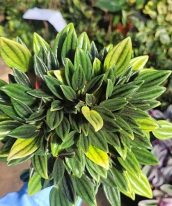 Peperomia Rosso Live Plant - Peperomia Caperata Rosso - Easy Care Houseplant - 4in Pot - Image 6