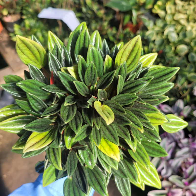Peperomia Rosso Live Plant - Peperomia Caperata Rosso - Easy Care Houseplant - 4in Pot - Image 6