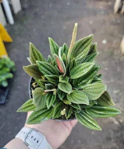 Peperomia Rosso Live Plant - Peperomia Caperata Rosso - Easy Care Houseplant - 4in Pot - Image 7