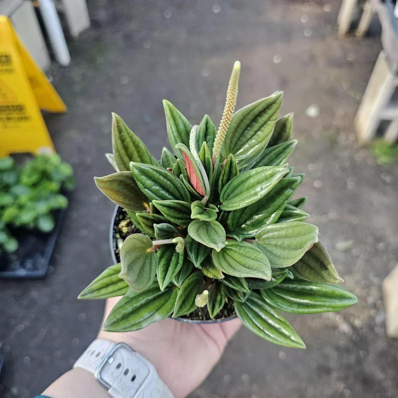 Peperomia Rosso Live Plant - Peperomia Caperata Rosso - Easy Care Houseplant - 4in Pot - Image 7