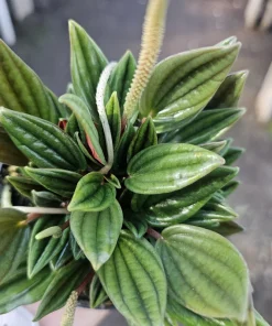 Peperomia Rosso Live Plant - Peperomia Caperata Rosso - Easy Care Houseplant - 4in Pot - Image 8